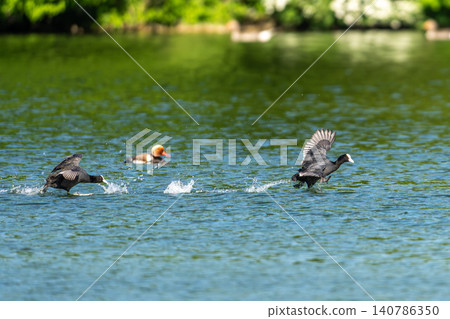 Eurasian coot, Fulica atra chasing each other by running across the water Eurasian coot, Fulica atra chasing each other by running across the water 140786350