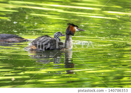 Great Crested Grebe, Podiceps cristatus has caught a fish. An adult bird feeds its young chick. 140786353