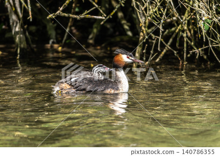 Great Crested Grebe, Podiceps cristatus. Mother with a child on her back with beautiful orange colors Great Crested Grebe, Podiceps cristatus. Mother with a child on her back with beautiful orange colors 140786355