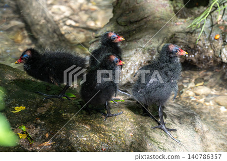 Little Common moorhen baby, Gallinula chloropus also known as the waterhen Little Common moorhen baby, Gallinula chloropus also known as the waterhen 140786357