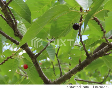 初夏時節,櫻桃樹上結滿了成熟的小櫻桃。 初夏時節,櫻桃樹上結滿了成熟的小櫻桃。 140786369