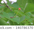 初夏時節，櫻桃樹上結滿了成熟的小櫻桃。 140786370