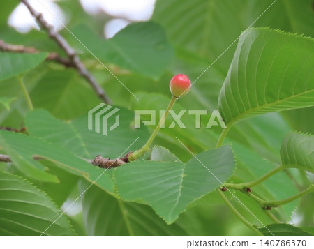 Small cherries ripening on cherry trees in early summer Small cherries ripening on cherry trees in early summer 140786370