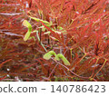 絲葉楓（Acer palmatum）翅果（種子）特寫 140786423