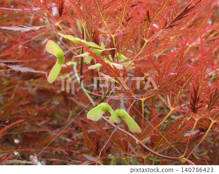 絲葉楓(Acer palmatum)翅果(種子)特寫 絲葉楓(Acer palmatum)翅果(種子)特寫 140786423
