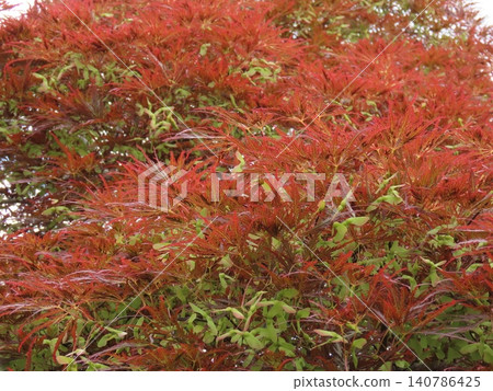 絲葉楓,果實帶翅。 絲葉楓,果實帶翅。 140786425
