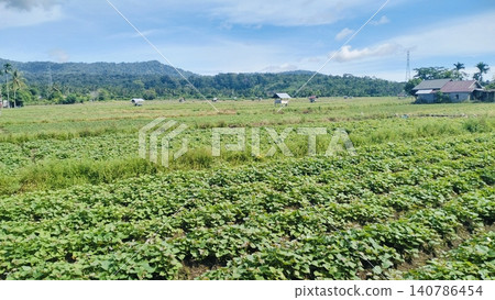 Beautiful Agricultural Field Landscape with Mountain and Blue Sky Background Beautiful Agricultural Field Landscape with Mountain and Blue Sky Background 140786454