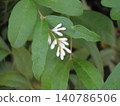 金銀花花蕾特寫 140786506