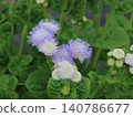 藿香薊花的特寫 140786677