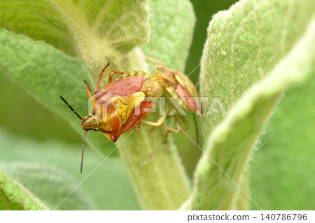 The black-whiskered shield bug belongs to the genus Carpocoris from the shield bug family. The black-whiskered shield bug belongs to the genus Carpocoris from the shield bug family. 140786796