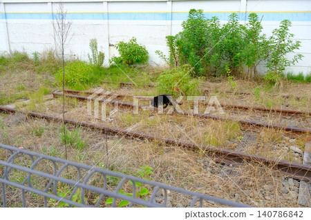 初夏時節，一隻黑貓悠閒地漫步在廢棄鐵路線旁的草地上。 140786842