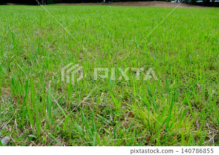 A carpet of vibrant green in early summer, a grassy field where a pleasant breeze blows. 140786855