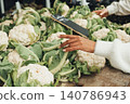 Fresh cauliflower heads rest on a rustic wooden table 140786943