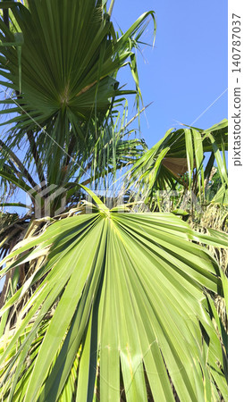 Low-angle view of lush green fan palm leaves against a clear blue sky in bright tropical sunlight, creating a vibrant natural background with an exotic summer atmosphere. Low-angle view of lush green fan palm leaves against a clear blue sky in bright tropical sunlight, creating a vibrant natural background with an exotic summer atmosphere. 140787037