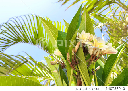 White frangipani or plumeria flowers bloom against a blue sky on a tropical tree, surrounded by lush green foliage. Botanical detail, summer flowering, garden plant and natural growth concept. White frangipani or plumeria flowers bloom against a blue sky on a tropical tree, surrounded by lush green foliage. Botanical detail, summer flowering, garden plant and natural growth concept. 140787040