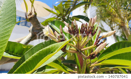 Close-up of blooming white frangipani flowers and buds on a tropical tree in bright sunlight, surrounded by lush green leaves with a soft resort background. Close-up of blooming white frangipani flowers and buds on a tropical tree in bright sunlight, surrounded by lush green leaves with a soft resort background. 140787041