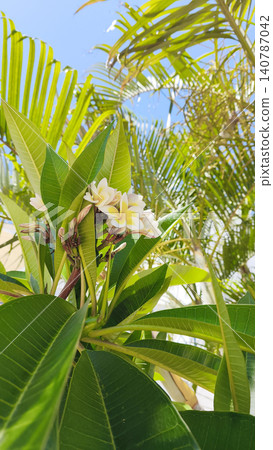 White frangipani or plumeria flowers bloom against a blue sky on a tropical tree, surrounded by lush green foliage. Botanical detail, summer flowering, garden plant and natural growth concept. White frangipani or plumeria flowers bloom against a blue sky on a tropical tree, surrounded by lush green foliage. Botanical detail, summer flowering, garden plant and natural growth concept. 140787042