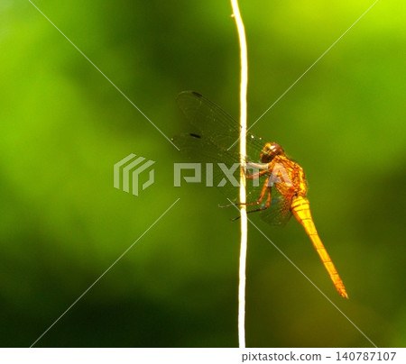 macro photography of an orange dragonfly macro photography of an orange dragonfly 140787107