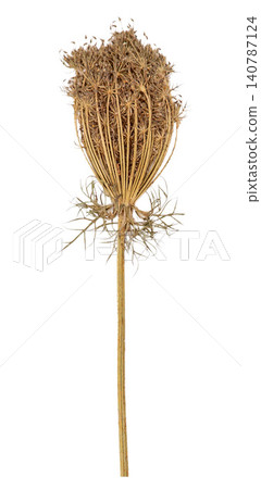 Queen Annes Lace Dried Botanical Plant, Natural Wildflower Seed Head for Herbarium. Wild carrot flower plant Queen Annes Lace Dried Botanical Plant, Natural Wildflower Seed Head for Herbarium. Wild carrot flower plant 140787124