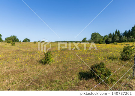 Blooming grassland filled with yellow flowers and sunshine Blooming grassland filled with yellow flowers and sunshine 140787261