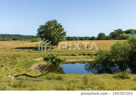 Wild geese near natural pond in rural landscape 140787263
