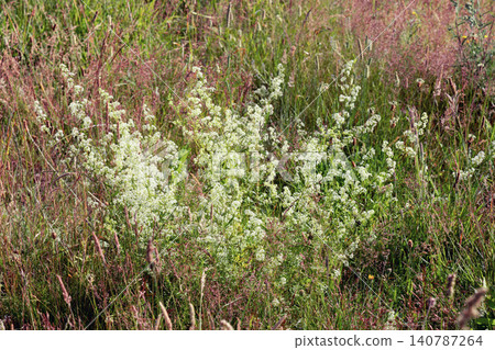 White wildflowers growing among tall grass in sunny meadow White wildflowers growing among tall grass in sunny meadow 140787264