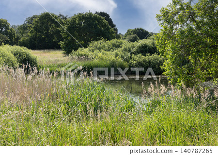 Natural wetland with reeds and tranquil freshwater landscape Natural wetland with reeds and tranquil freshwater landscape 140787265