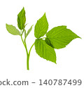 raspberry leaf. branches with leaves on transparent, png. organic natural healthy fruit . 140787499