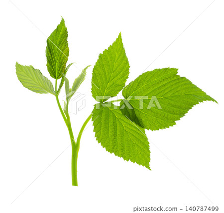 raspberry leaf. branches with leaves on transparent, png. organic natural healthy fruit . raspberry leaf. branches with leaves on transparent, png. organic natural healthy fruit . 140787499