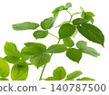 Young just grown raspberry leaves for decoration on transparent, png.raspberry with green fresh leaves. Natural product 140787500
