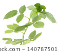 Twigs with young raspberry leaves. Young shoots for decoration ,transparent, png. Green leaf of raspberry 140787501