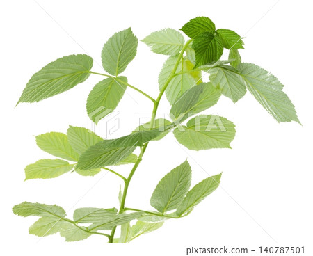 Twigs with young raspberry leaves. Young shoots for decoration ,transparent, png. Green leaf of raspberry 140787501