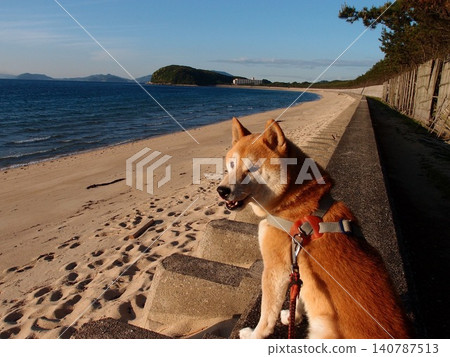 Shiba Inu watching the sea Shiba Inu watching the sea 140787513