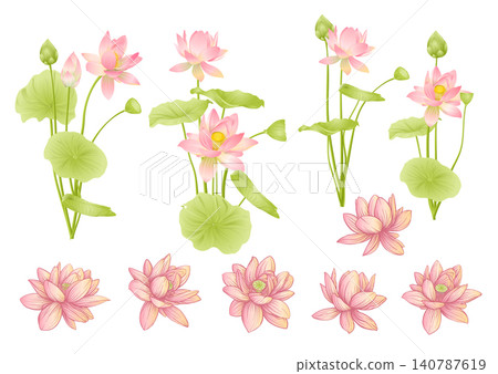 Lotus flower botanical set. Lotus flower botanical set. 140787619