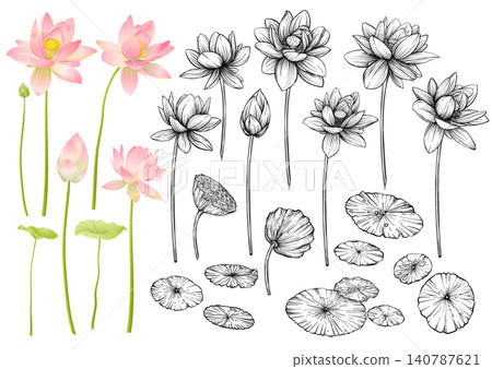 Lotus flower botanical set. 140787621