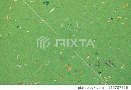Textured green surface covered with scattered leaves and plants on water Textured green surface covered with scattered leaves and plants on water 140787856