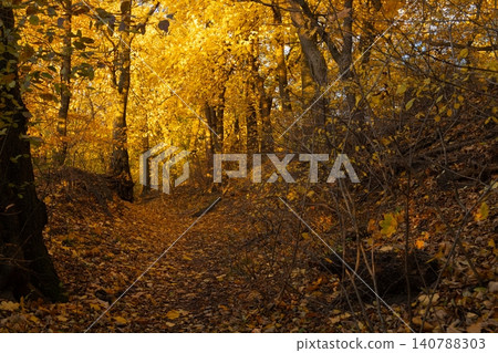 Golden autumn forest path bathed in warm sunlight, fallen leaves carpet the ground Golden autumn forest path bathed in warm sunlight, fallen leaves carpet the ground 140788303