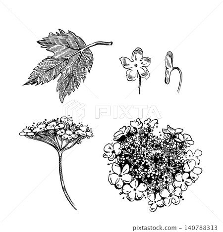 A set of vector illustrations, viburnum flowers, buds and leaves of viburnum shrub. All objects are hand-drawn in ink. Illustrations for natural design, floral stationery and scrapbooking. A set of vector illustrations, viburnum flowers, buds and leaves of viburnum shrub. All objects are hand-drawn in ink. Illustrations for natural design, floral stationery and scrapbooking. 140788313