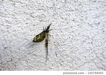 Mayfly Insect on White Textured Wall Close Up. Mayfly Insect on White Textured Wall Close Up. 140788405