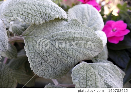 Lamb's Ear Plant Leaves with Pink Flowers Background. Lamb's Ear Plant Leaves with Pink Flowers Background. 140788415
