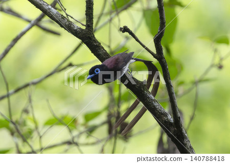 一隻天堂鳥從樹枝上飛起。 一隻天堂鳥從樹枝上飛起。 140788418