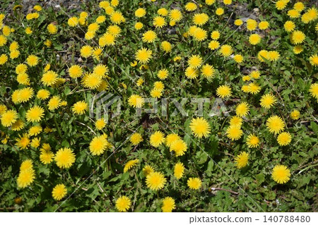 蒲公英絨毛黃色花 蒲公英絨毛黃色花 140788480