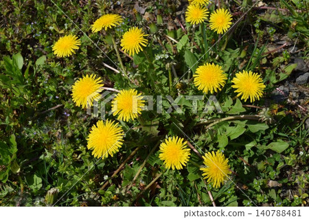 蒲公英絨毛黃色花 蒲公英絨毛黃色花 140788481