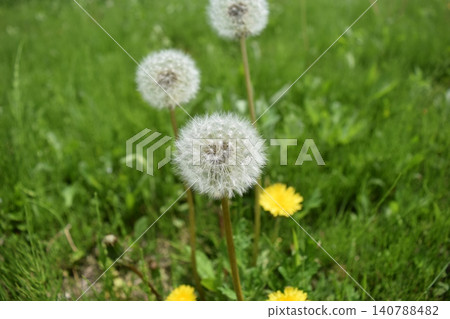 蒲公英絨毛黃色花 蒲公英絨毛黃色花 140788482