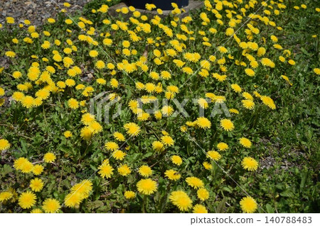 Dandelion fluff yellow flower Dandelion fluff yellow flower 140788483