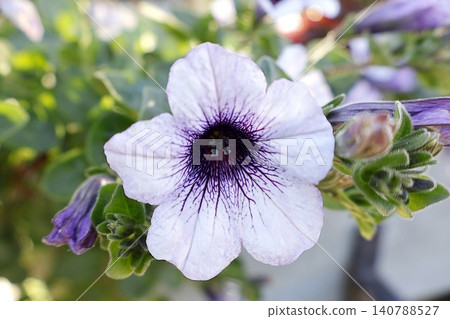 White Petunia Flower with Dark Purple Throat Close Up. 140788527