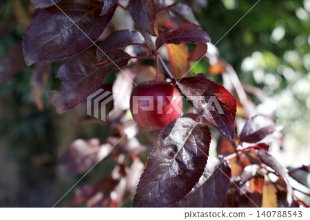 Red Cherry Hanging on Purple Leaf Tree Branch. Red Cherry Hanging on Purple Leaf Tree Branch. 140788543