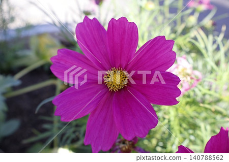 Purple Cosmos Flower with Yellow Center Close Up. 140788562