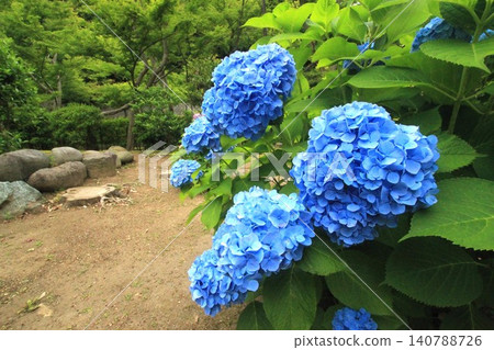 Hydrangea Hydrangea 140788726
