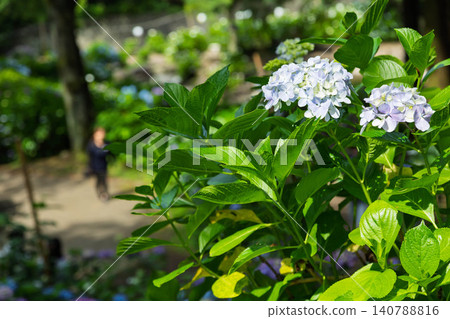 Onoike Hydrangea Park, Shibukawa City, Gunma Prefecture Onoike Hydrangea Park, Shibukawa City, Gunma Prefecture 140788816
